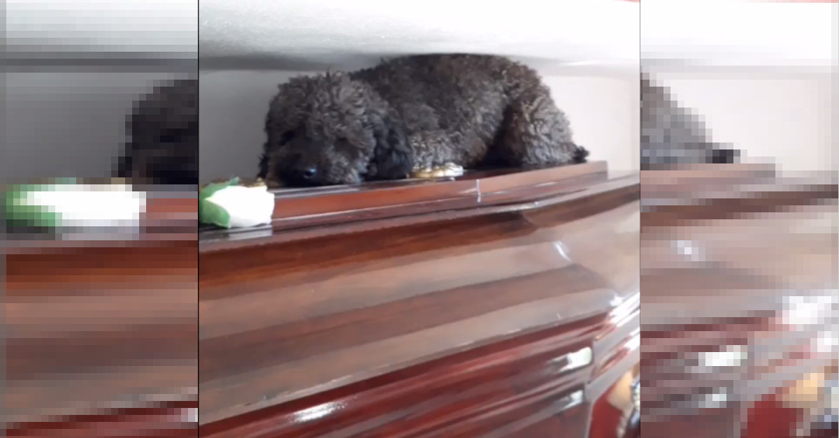 Un cane visita la tomba del proprietario, morto 4 anni fa. Il momento è a dir poco commovente Un cane visita la tomba del proprietario, morto 4 anni fa. Il momento è a dir poco commovente