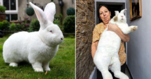 Jester, il coniglio “gigante” (pesa 10 chili) che è diventato un modello