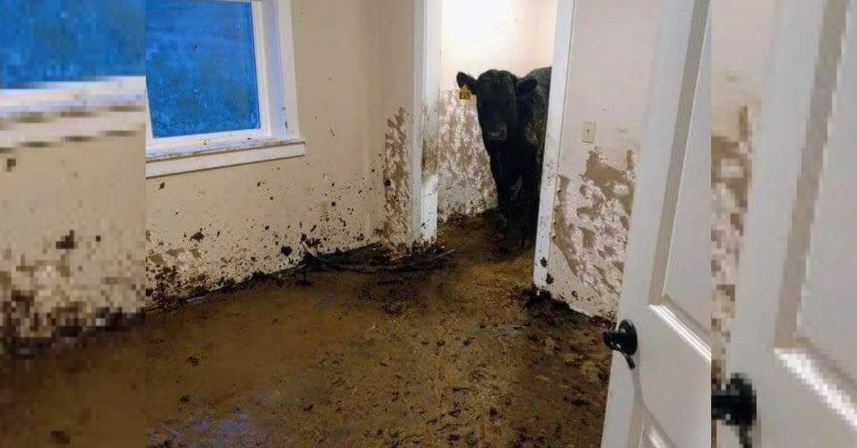 Sono tornati a casa e hanno trovato 4 mucche che ci vivevano Sono tornati a casa e hanno trovato 4 mucche che ci vivevano