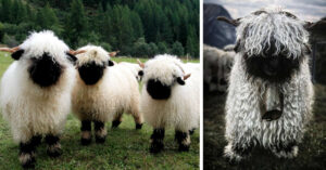 Le persone non capiscono se queste pecore siano carine o terrificanti