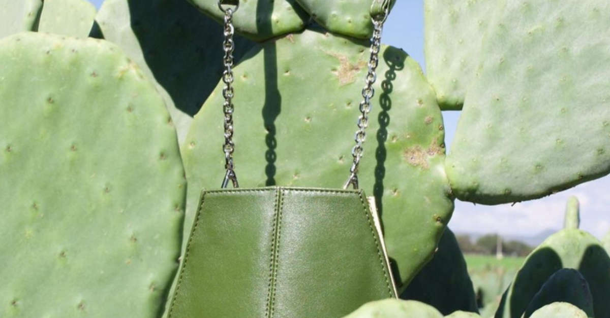 pelle creata tramite i cactus