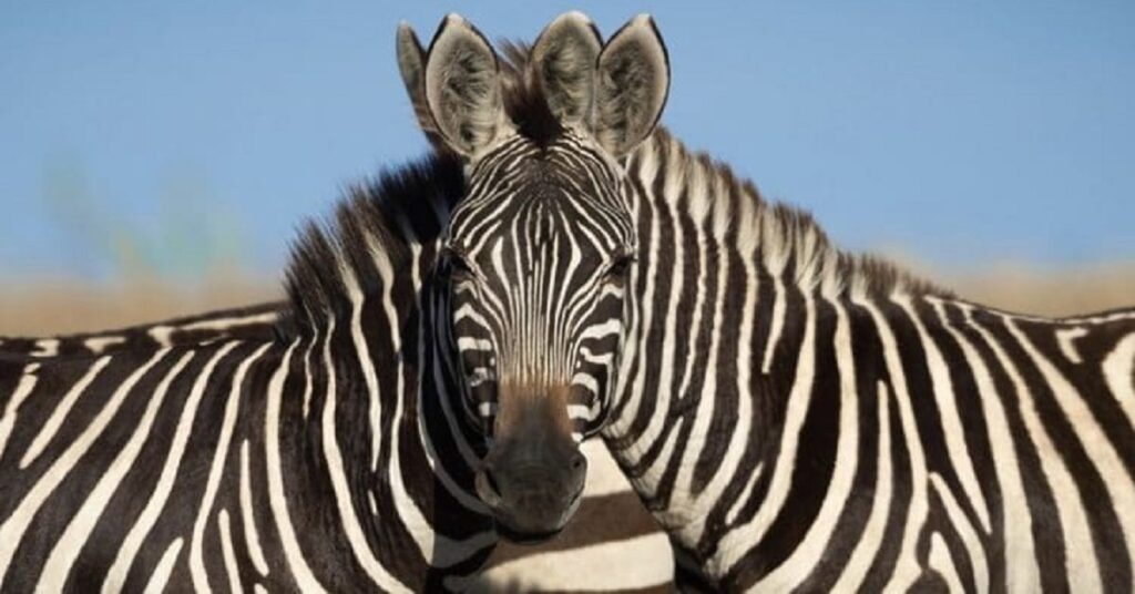 La foto di queste due zebre ha finito per confondere la mente di molte persone