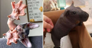 13 Animali che hanno vinto la lotteria genetica