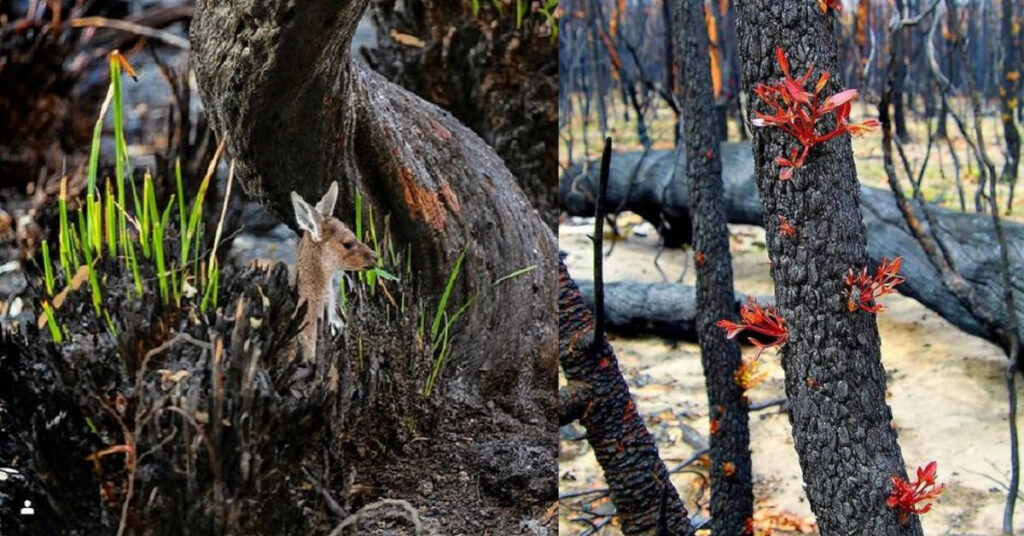 13 immagini che mostrano il ritorno della vita nelle terre bruciate dell’Australia