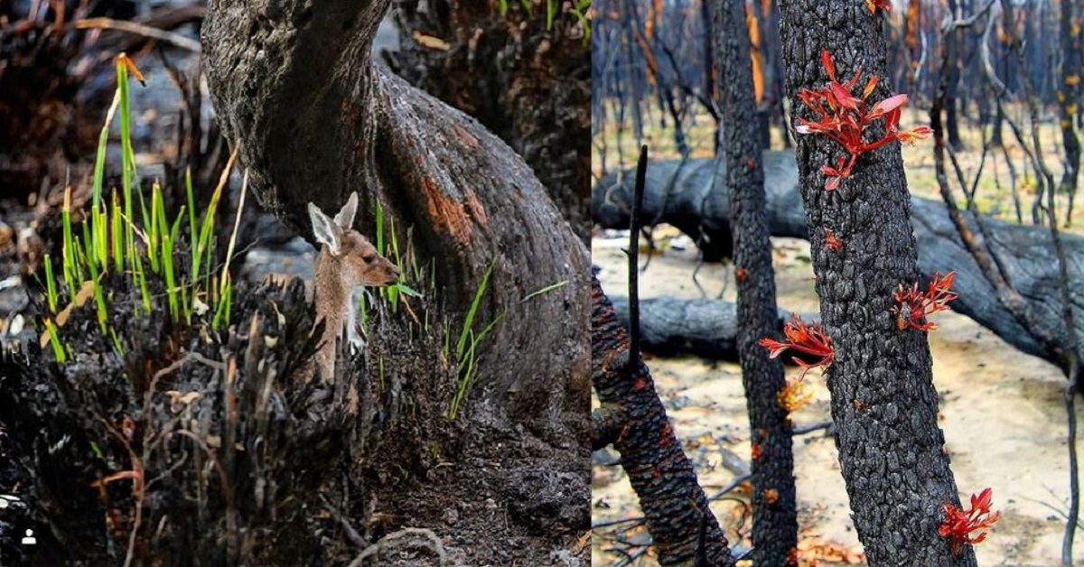 13 immagini che mostrano il ritorno della vita nelle terre bruciate dell’Australia 13 immagini che mostrano il ritorno della vita nelle terre bruciate dell’Australia