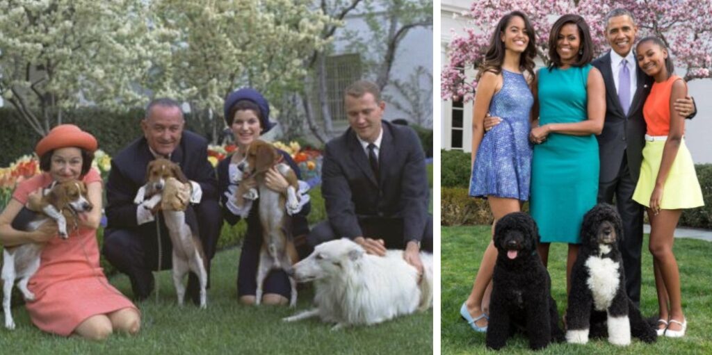 17 foto di tutti i cani dei Presidenti Americani. I cani più famosi della Casa Bianca