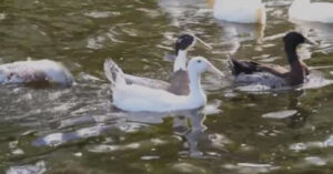 Le anatre non avevano mai visto l’acqua, i soccorritori le hanno lasciate nuotare nel lago per la prima volta