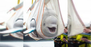 Le balene beluga vengono salvate e diventano virali perché sembrano essere felici (video)
