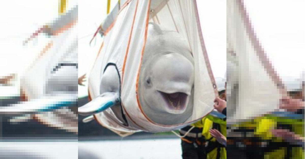 Le balene beluga vengono salvate e diventano virali perché sembrano essere felici (video) Le balene beluga vengono salvate e diventano virali perché sembrano essere felici (video)