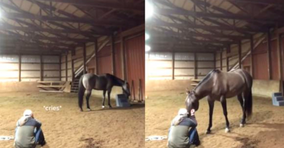L’emotiva reazione del cavallo che vede piangere la sua padroncina L’emotiva reazione del cavallo che vede piangere la sua padroncina