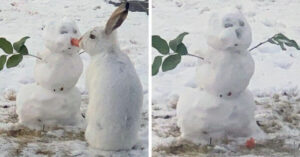 Questo coniglio ha mangiato il naso di carota di un pupazzo di neve e sembra che si stiano baciando [VIDEO]