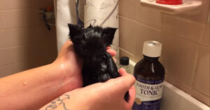 Un gatto che viene lavato dai suoi proprietari divide gli utenti di YouTube