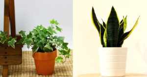 5 piante che aiutano a purificare l’aria della tua casa