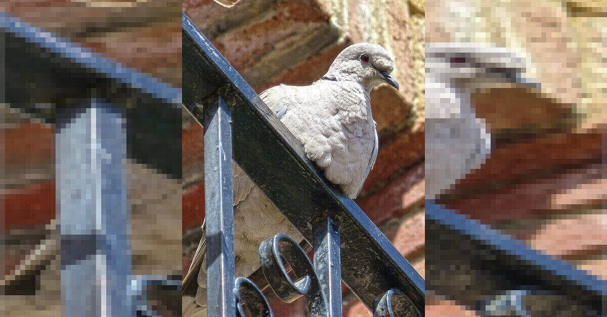 Uccelli sul balcone: come impedire a uccellini e piccioni di nidificare nelle finestre? Uccelli sul balcone: come impedire a uccellini e piccioni di nidificare nelle finestre?
