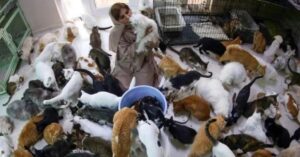 Donna recupera circa 500 gatti e trasforma la sua casa in un rifugio
