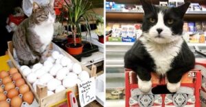 17 persone postano le foto dei gatti trovati in negozio. Sembrano essere loro i veri proprietari