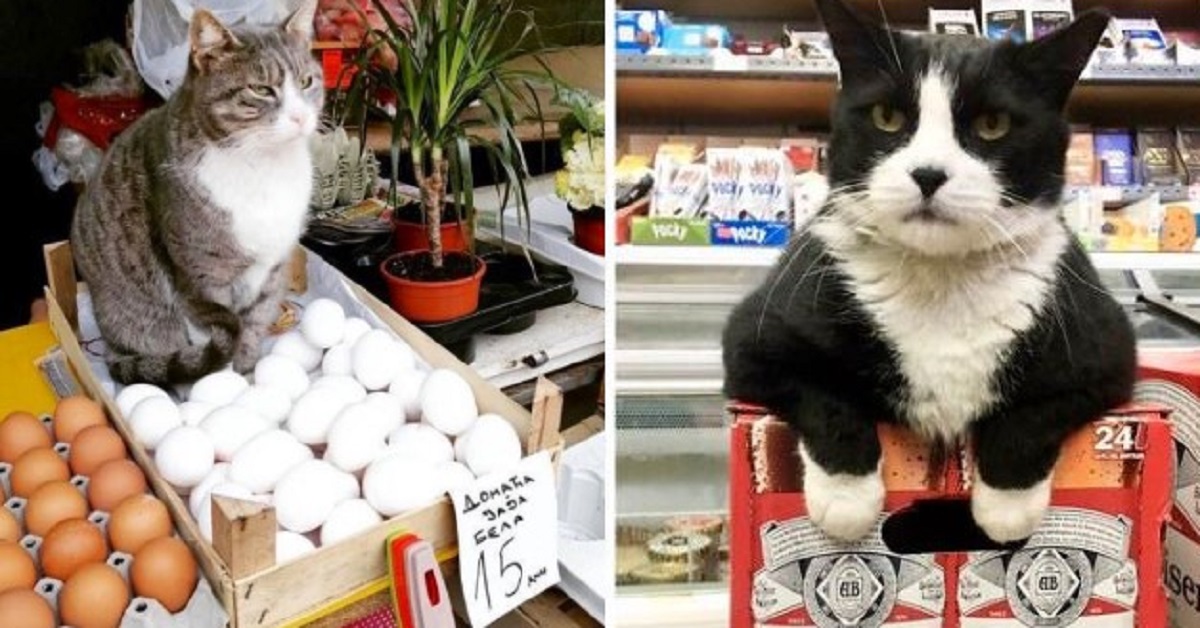 17 persone postano le foto dei gatti trovati in negozio. Sembrano essere loro i veri proprietari 17 persone postano le foto dei gatti trovati in negozio. Sembrano essere loro i veri proprietari