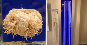 Questo è il museo giapponese dedicato ai parassiti