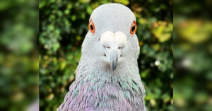 9 motivi per cui i piccioni sono tra gli animali più odiati