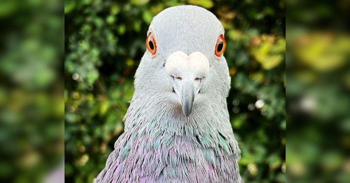 9 motivi per cui i piccioni sono tra gli animali più odiati 9 motivi per cui i piccioni sono tra gli animali più odiati