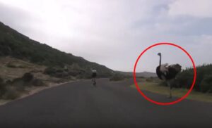 Lo struzzo selvatico segue 2 ciclisti, il video è epico