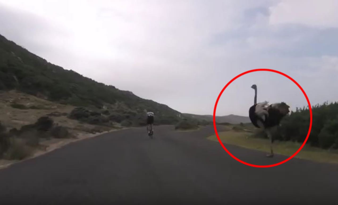 Lo struzzo selvatico segue 2 ciclisti, il video è epico Lo struzzo selvatico segue 2 ciclisti, il video è epico