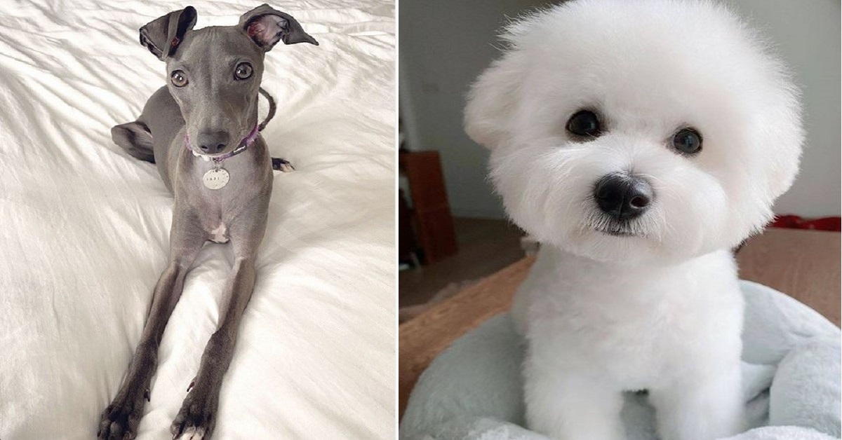 10 razze di cani per chi ama le taglie piccole 10 razze di cani per chi ama le taglie piccole