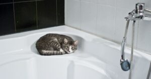 Il gatto ti segue spesso in bagno? Dietro questo comportament c’è sempre una ragione