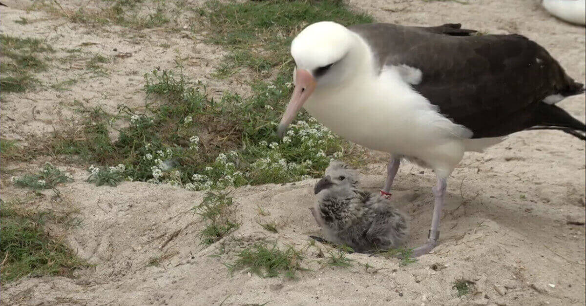L’uccello marino più antico del mondo riesce a schiudere un uovo e diventa di nuovo madre all’età di 70 anni L’uccello marino più antico del mondo riesce a schiudere un uovo e diventa di nuovo madre all’età di 70 anni