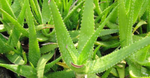 Come usare e congelare al meglio l’aloe vera