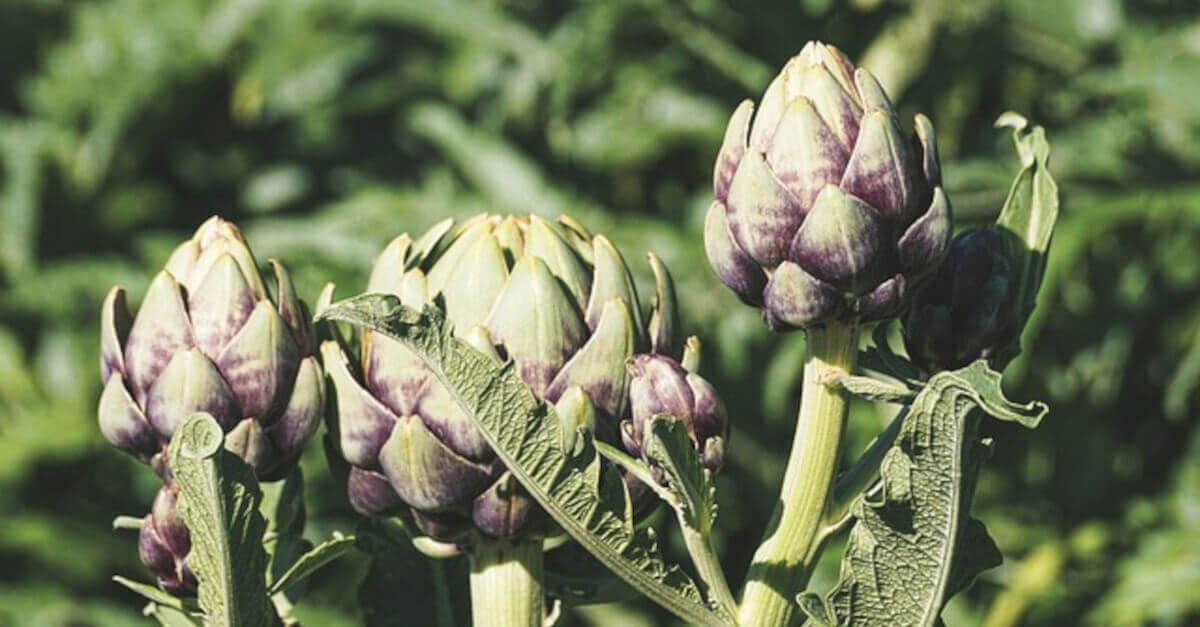 Non buttare più le bucce di carciofo! Le puoi riutilizzare, scopriamo insieme come Non buttare più le bucce di carciofo! Le puoi riutilizzare, scopriamo insieme come