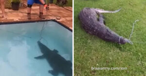 Una coppia scopre un coccodrillo lungo tre metri sul fondo della loro piscina