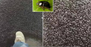 Come in un film dell’orrore, milioni di coleotteri inondano il cortile di un vicino ad Hamilton, in Tasmania