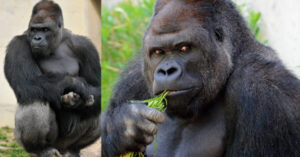 Le persone in Giappone sono pazze di questo gorilla incredibilmente bello