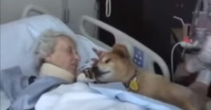 Una donna sul letto di morte ha vicino a se il cane guida di 19 anni, che la consola immediatamente