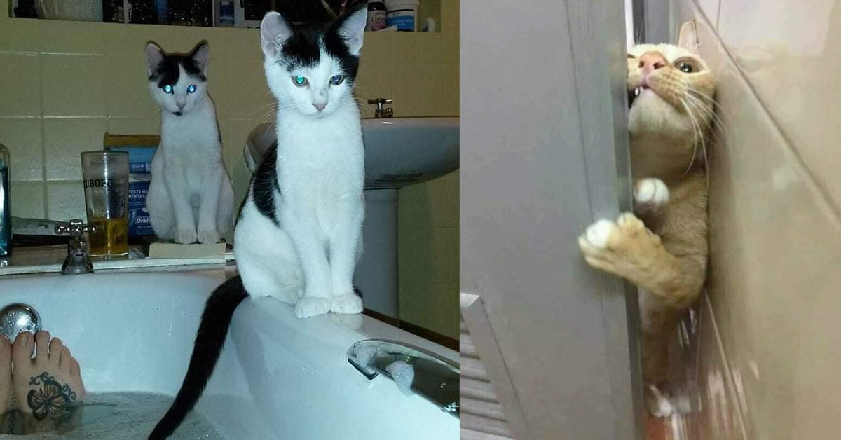 20 volte in cui i gatti violano la privacy dei loro padroni in bagno 20 volte in cui i gatti violano la privacy dei loro padroni in bagno