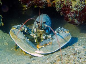 Trovano una rara aragosta gialla e la chiamano Banana; è una su 30 milioni