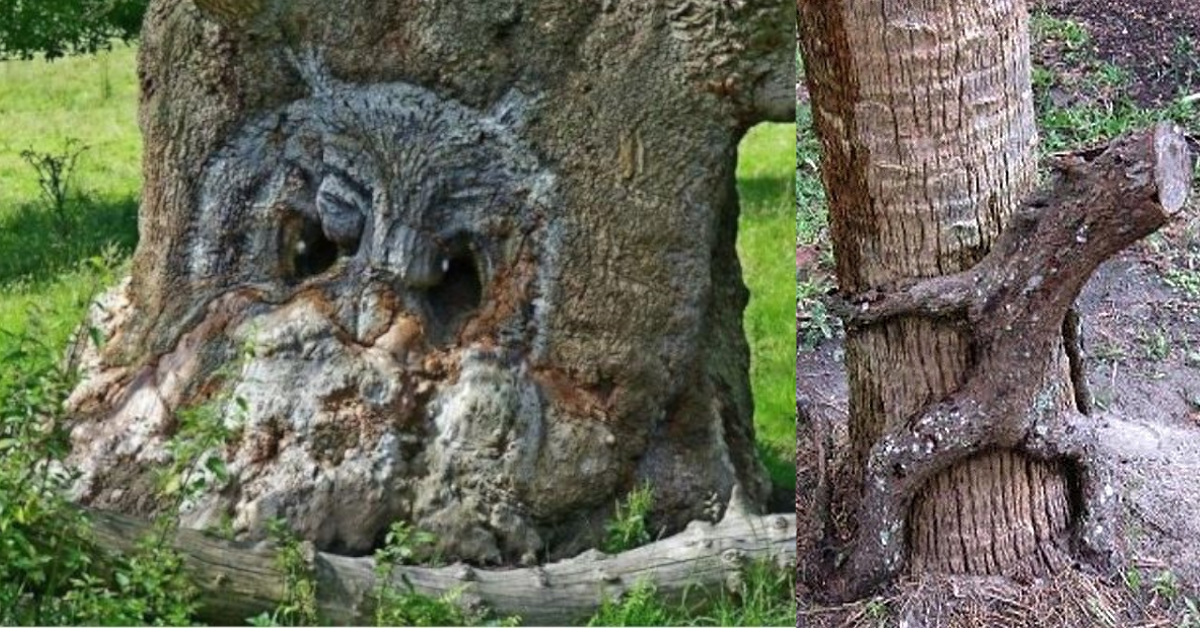 27 alberi insoliti e affascinanti che somigliano ad altro, occorre osservarli più volte 27 alberi insoliti e affascinanti che somigliano ad altro, occorre osservarli più volte