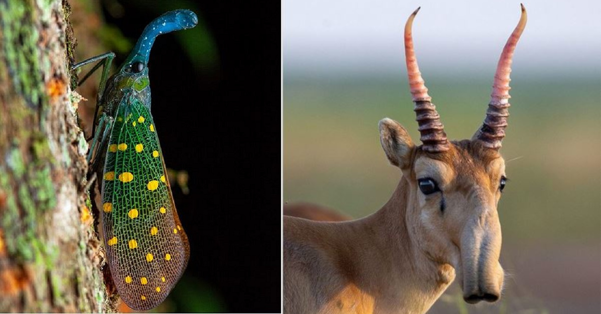 23 animali particolari e affascinanti che sembrano provenire da un altro pianeta 23 animali particolari e affascinanti che sembrano provenire da un altro pianeta