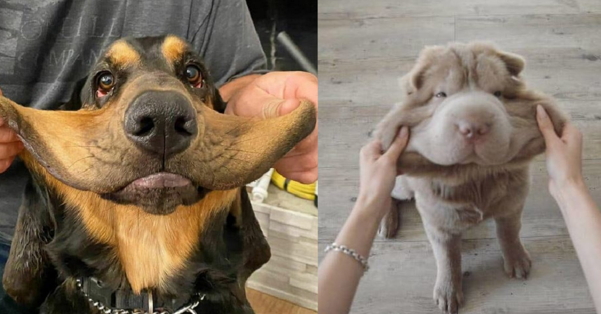 13 persone che giocano con le guance dei loro cani e rendono lo loro facce buffe 13 persone che giocano con le guance dei loro cani e rendono lo loro facce buffe