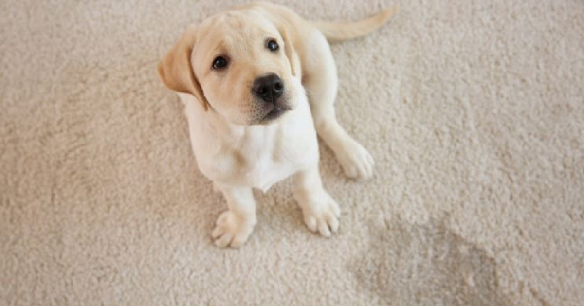 Suggerimenti su come scoraggiare il cane dal fare pipì ovunque. Suggerimenti su come scoraggiare il cane dal fare pipì ovunque.