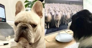17 cani dediti allo smart working. Le foto esilaranti condivise su un account Instagram
