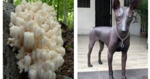 16 foto di cose poco comuni molto affascinanti