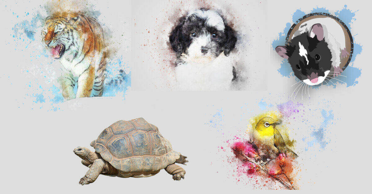 Test: quale animale adotteresti? La tua scelta rivelerà il tuo stato emotivo Test: quale animale adotteresti? La tua scelta rivelerà il tuo stato emotivo