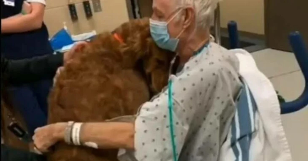 Il cane si ricongiunge con il suo umano quando lascia l’ospedale e lo abbraccia perché sta bene