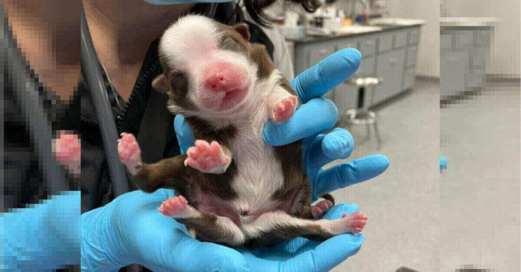 Un miracolo! Nasce e sopravvive una cagnolina con sei zampe, due code e due sistemi riproduttivi
