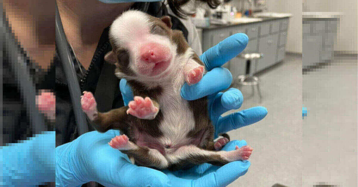 Un miracolo! Nasce e sopravvive una cagnolina con sei zampe, due code e due sistemi riproduttivi Un miracolo! Nasce e sopravvive una cagnolina con sei zampe, due code e due sistemi riproduttivi