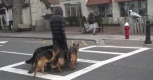 Il curioso video di un uomo che porta a spasso tutti i suoi cani per strada fa il giro del web