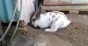 Coniglio libera un gatto intrappolato e diventa famoso in tutto il mondo (Video)
