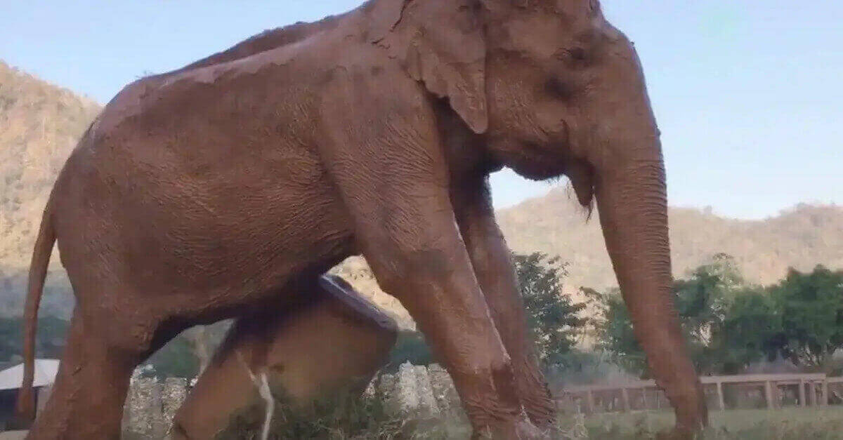 L’elefante piange quando viene salvata dopo 50 anni di sofferenza L’elefante piange quando viene salvata dopo 50 anni di sofferenza